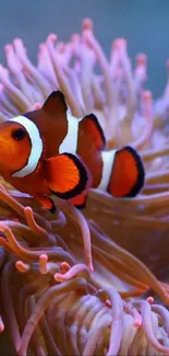 Clownfish nestled in a vivid pink coral reef, showcasing vibrant marine life.