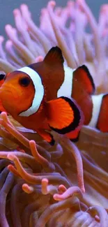 Clownfish nestled in vibrant pink coral underwater.