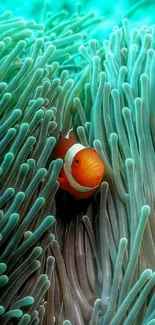 Clownfish nestled in turquoise sea anemone.