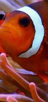 Close-up of a vibrant clownfish swimming in coral reef.