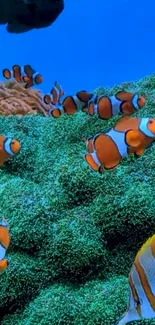 Vibrant wallpaper featuring clownfish in a colorful coral reef.