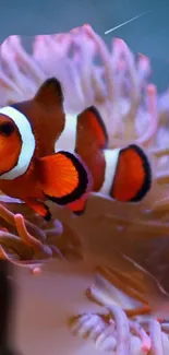 Mobile wallpaper featuring a vibrant clownfish among sea anemones.