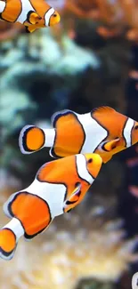 Vibrant clownfish swimming in a colorful ocean coral reef.