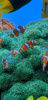 Vibrant clownfish swimming among lush green corals in an underwater scene.