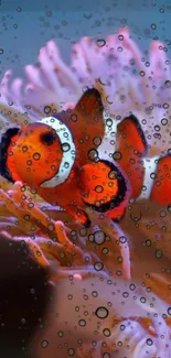 Clownfish swimming in colorful coral with water bubbles.