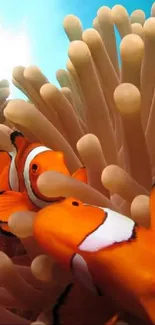 Vibrant clownfish among sea anemones underwater.