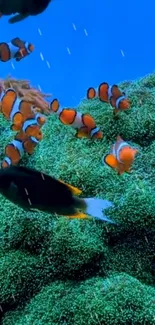 Clownfish swimming among sea anemones on an ocean blue background.