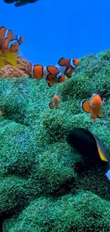 Vibrant clownfish swimming in coral reef underwater.