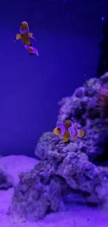 Colorful clownfish in an underwater coral scene, showcasing vibrant marine life.