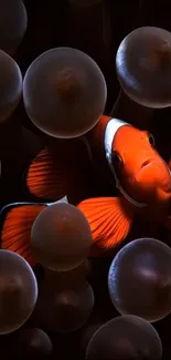 Clownfish swimming among sea anemones underwater.