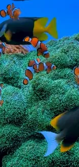 Clownfish swimming in green coral reef.