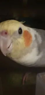 Close-up of a cockatiel with gray plumage and yellow, orange facial markings.