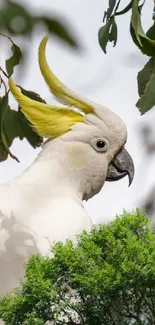 Beautiful white cockatoo with yellow crest on a tree branch.