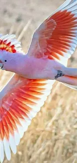 Vibrant cockatoo in flight showcasing colorful feathers.