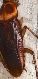 Close-up of cockroach on textured wood.