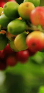 Close-up of colorful coffee beans with green and red hues.