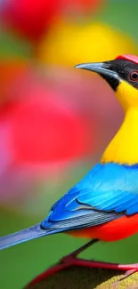 Colorful bird with vivid yellow, blue, and red plumage on a blurred background.