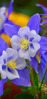 Vibrant columbine flowers with purple petals and yellow centers.