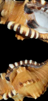 Intricate brown conch shell on black background.