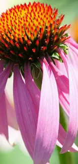 Close-up of a vibrant pink coneflower in bloom with a red-orange center.