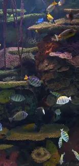 Colorful coral reef aquarium with vibrant fish swimming.