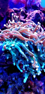 Colorful coral reef with vibrant marine life in serene underwater setting.