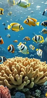 Colorful fish swim around a coral reef in clear blue water.