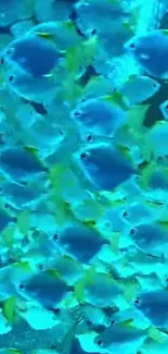 Vibrant coral reef fish swimming in turquoise waters.