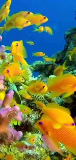 Vibrant coral reef wallpaper with colorful fish swimming.