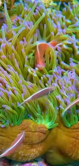 Colorful coral reef with fish swimming among anemones in vibrant ocean setting.