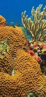 Vibrant coral reef with orange corals and marine life.