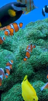 Vibrant coral reef with colorful marine life and clownfish.