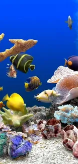 Colorful fish swimming in a vibrant aquarium with coral reefs.