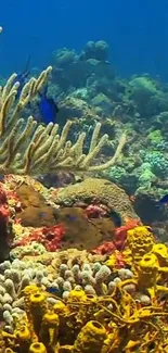 Vibrant coral reef displaying colorful marine life underwater.