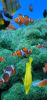 Colorful clownfish swim in a lush coral reef setting.