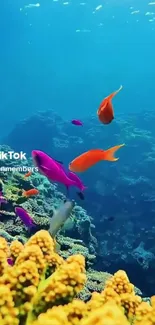 Colorful fish swimming in a vibrant coral reef with clear blue waters.