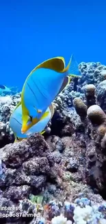 Colorful fish swimming in a vibrant coral reef.