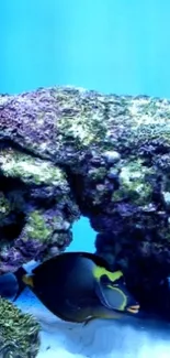 Colorful coral reef with a tropical fish swimming.