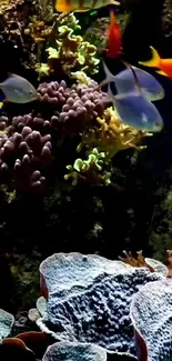 Colorful fish swim through a vibrant coral reef.