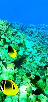 Colorful coral reef with tropical fish.