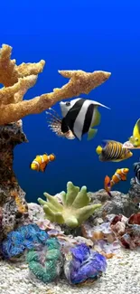 Colorful coral reef with exotic fish underwater.