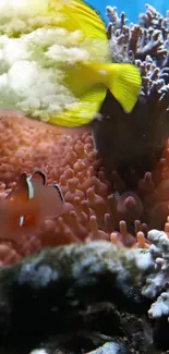 Colorful coral reef with fish and diverse marine life in an underwater scene.