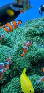 Colorful coral reef with vivid fish underwater.