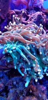 Colorful coral reef with vibrant marine life in blue ocean hues.