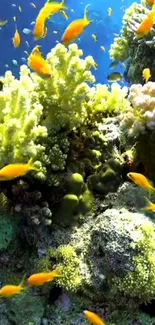 Vibrant coral reef with colorful fish swimming.