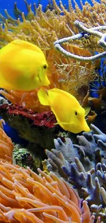 Yellow fish swimming amid colorful coral reef.