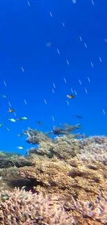 Mobile wallpaper of vibrant coral reef with colorful fish and blue ocean.