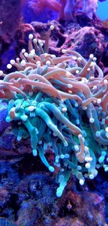 Vibrant coral reef with diverse marine life and rich blue-purple hues.