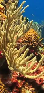 Vibrant coral reef with diverse marine life.