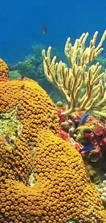 Vibrant coral reef with diverse marine life in the ocean.